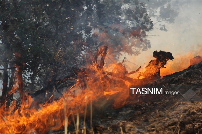 میانکاله را چه کسی می‌سوزاند؟/ واکاوی 12 آتش‌سوزی مشکوک در 16 روز!